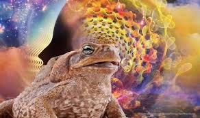 Find the perfect colorado river toad stock photos and editorial news pictures from getty images. Bufo Alvarius The Spiritual Medicine Of Our Ancestors