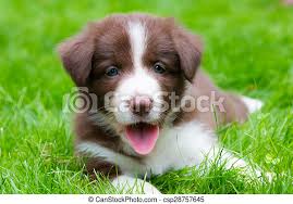 Quality non kc registered border collie puppies , bred first and foremost for thier temperament. Happy Red Border Collie Puppy Laying On The Grass Canstock