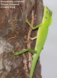 Image result for Blotiella crenata