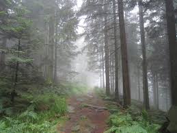 This Forest Reminds Me Of One In A Doctor Who Episode That Was On Recently Day 16 Black Forest Germany Forest Scenery Black Forest