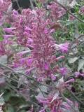 First year flowering, 18 in. Agastache Cana Bolero