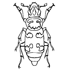 Lindos desenhos para pintar 12:06 insetos. Desenho De Besouro Inseto Para Colorir Tudodesenhos