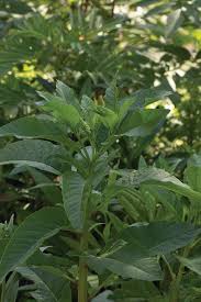 Image result for Phytolacca dodecandra
