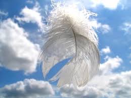 The angel feathers, of course, don't really come from angel wings. Angel Signs Feathers And Colours Angel Guidance
