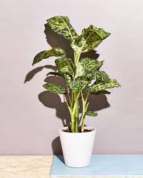 Plot Twist These 15 Low Light Plants Actually Crave Dark Corners Low Light Plants Bathroom Plants Plants
