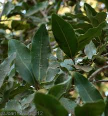 Image result for Diospyros mespiliformis