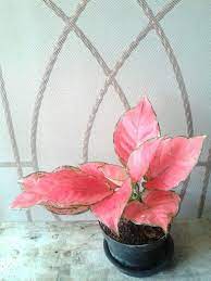 Pin On Container Gardening