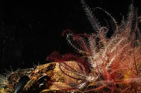 Image result for Disperis sp. nov. aff. bifida