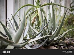 Discover the history, meaning and the uses of cactus. Aloe Vera Chinensis Image Photo Free Trial Bigstock
