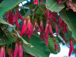 Image result for Dipterocarpaceae