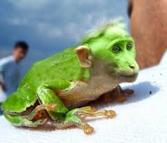 On the other hand, photoshop pictures deceive people with false impressions and create unrealistic ideas of body image. Frosch Affe Affen Frosch Photoshop