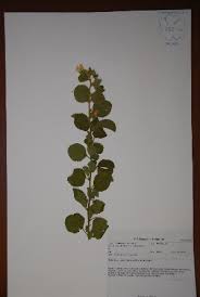 Image result for Hibiscus subreniformis