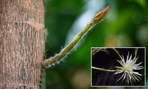 Your average cactus will bloom up to ten years later from when first planted as a teeny one. Rare Amazonian Cactus Is Set To Bloom For The First Time In The Uk Daily Mail Online