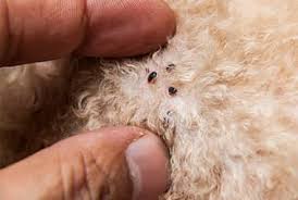 Photos, address, and phone number, opening hours, photos, and user reviews on yandex.maps. Arrow Pest Control Arrownj Twitter