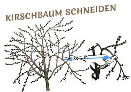 Die aircondition soll repariert werden. Kirschbaum Schneiden Anleitung Fur Den Richtigen Ruckschnitt
