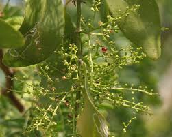 Image result for Salvadora persica