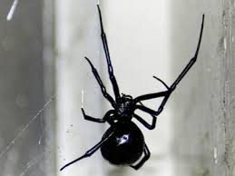 Black widow spiders also use their webs to ensnare their prey, which consists of flies, mosquitoes, grasshoppers, beetles, and caterpillars. Black Widow Spiders Moonlight Reflections