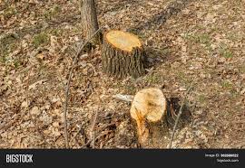 Please check before cutting down a tree. Tree Stumps Felled Image Photo Free Trial Bigstock