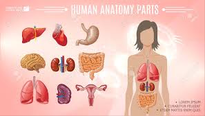 Cartoon Human Anatomy Bright Template With Woman Body Liver Stomach Royalty Free Cliparts Vectors And Stock Illustration Image 125937936