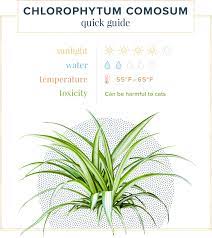 Spider mites will not infest your plants certain types of predatory mites will prey and feed on spider mites without harming your plants.5 x. Spider Plant Care Guide Growing Information Tips Proflowers Blog