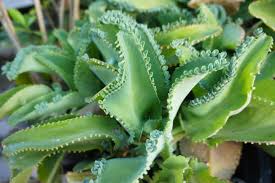 Image result for Bryophyllum