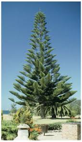 Image result for Napoleonaea angolensis