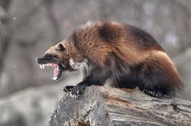 Check spelling or type a new query. If It Wasn T For Their Size Wolverines Would Probably Be The Most Badass Apex Predator Natureisfuckinglit