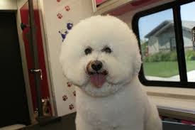 Amber's Academy of Pet Styling