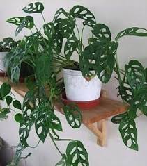 Pin On Plants