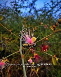 Image result for Elytraria acaulis