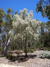Image result for Acacia borleae