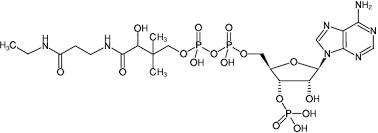 Coenzym a (коэнзим а) d8. Desulpho Coa Analogs And Derivatives Of Coenzyme A Coa Jena Bioscience