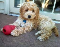 Awwwwwww Cockapoo Breeders Cute Dogs Cockapoo Puppies