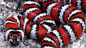 Lampropeltis Zonata The California Mountain Kingsnake I M Cheating Here Because This Is Technically Not Venomou Snake Lovers California Mountains Milk Snake
