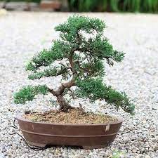 Conical tree with spreading, drooping branches. How To Grow Bonsai Plants Ehow Bonsai Care Bonsai Tree Bonsai