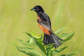 Check spelling or type a new query. Baltimore Orchard Orioles
