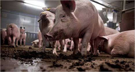 Resultado de imagen para granjas industriales maltrato animal"
