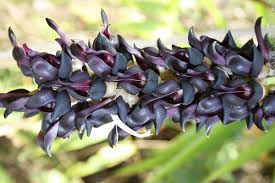 Image result for Mucuna pruriens