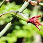 Image result for Graphorkis