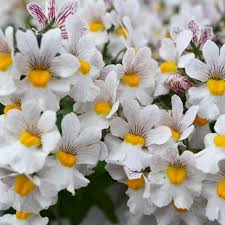 Image result for Nemesia zimbabwensis