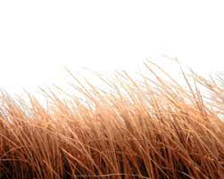 Grass Png Zip Download 50 Hd Grass Png Vector Transparent Download Grass Photoshop Studio Background Images Blurred Background Photography