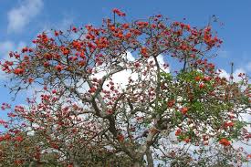 Image result for Erythrina