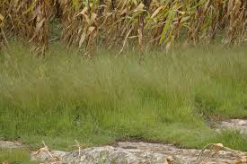 Image result for Digitaria ternata