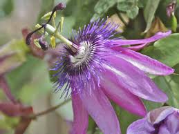 Image result for Passiflora vitifolia
