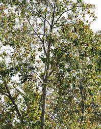 Image result for Populus ×  canescens