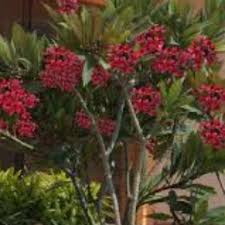 Blooms large fire red flowers. Bargain Rooted Deep Red Plumeria Frangipani Cuttings Gardening Plants On Carousell