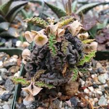 Image result for Euphorbia davyi