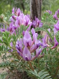 Image result for Astragalus
