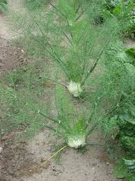 Meine Ernte Fenchel Anbauen Pflegen Ernten Und Lagern Fenchel Anbauen Garten Pflanzen Pflanzen