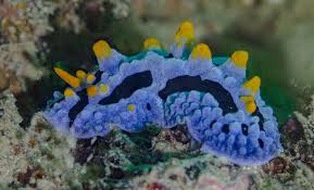 Image result for Coelorachis